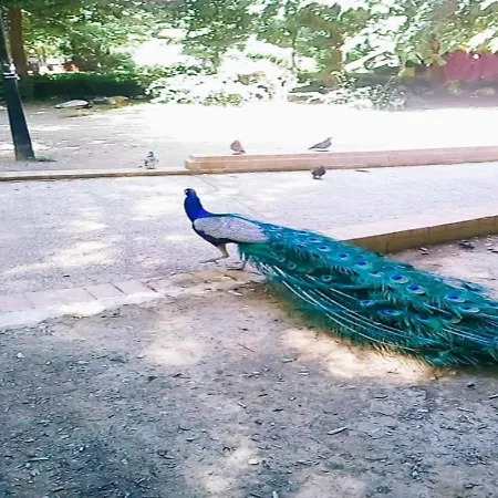 Sweet 68 τ.μ * Kardítsa